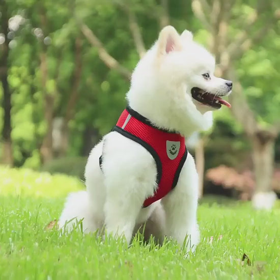 Breathable Mesh Dog Harness Adjustable Pet Vest Dog Vest Harness With Dog Leash For Outdoor Walking